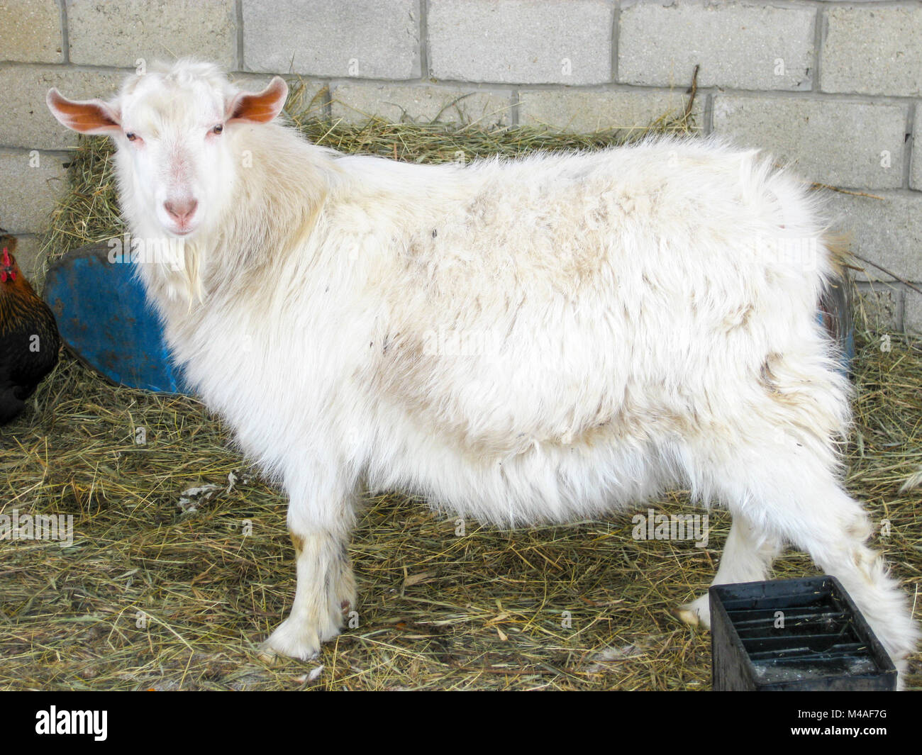 Goats in the household. Mini goat farm Stock Photo
