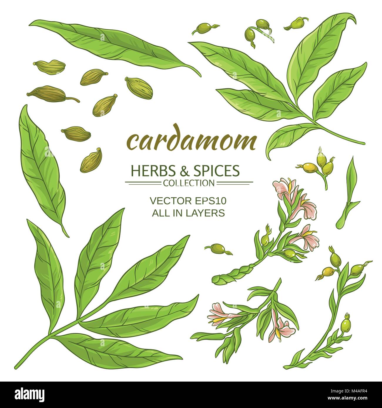 Cardamom Leaf Plant Stock Photos & Cardamom Leaf Plant Stock Images - Alamy