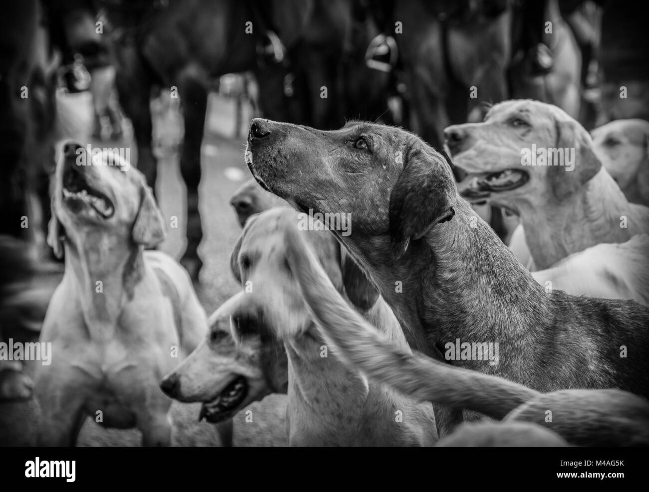 Portrait of Fox Hounds Stock Photo Alamy