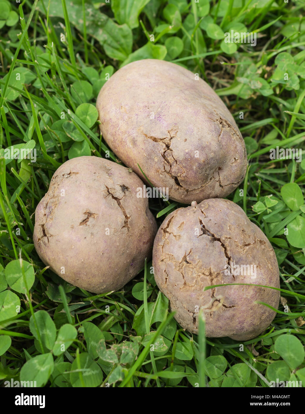 Potato tubers infected with bacterial decay and pests Stock Photo - Alamy