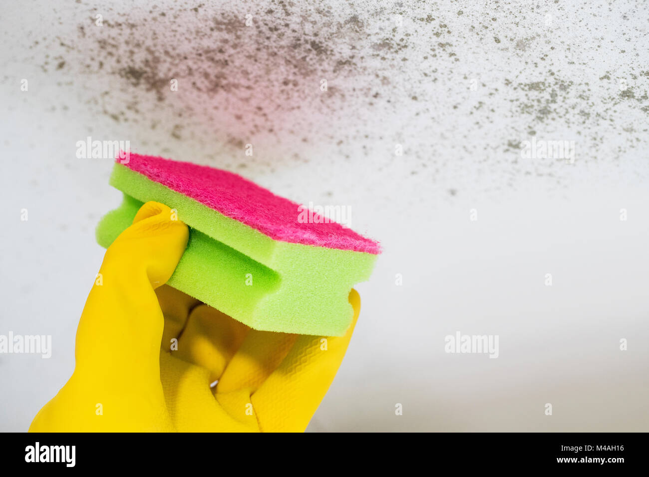 Close Up Of Hand Cleaning Mould From Ceiling Stock Photo