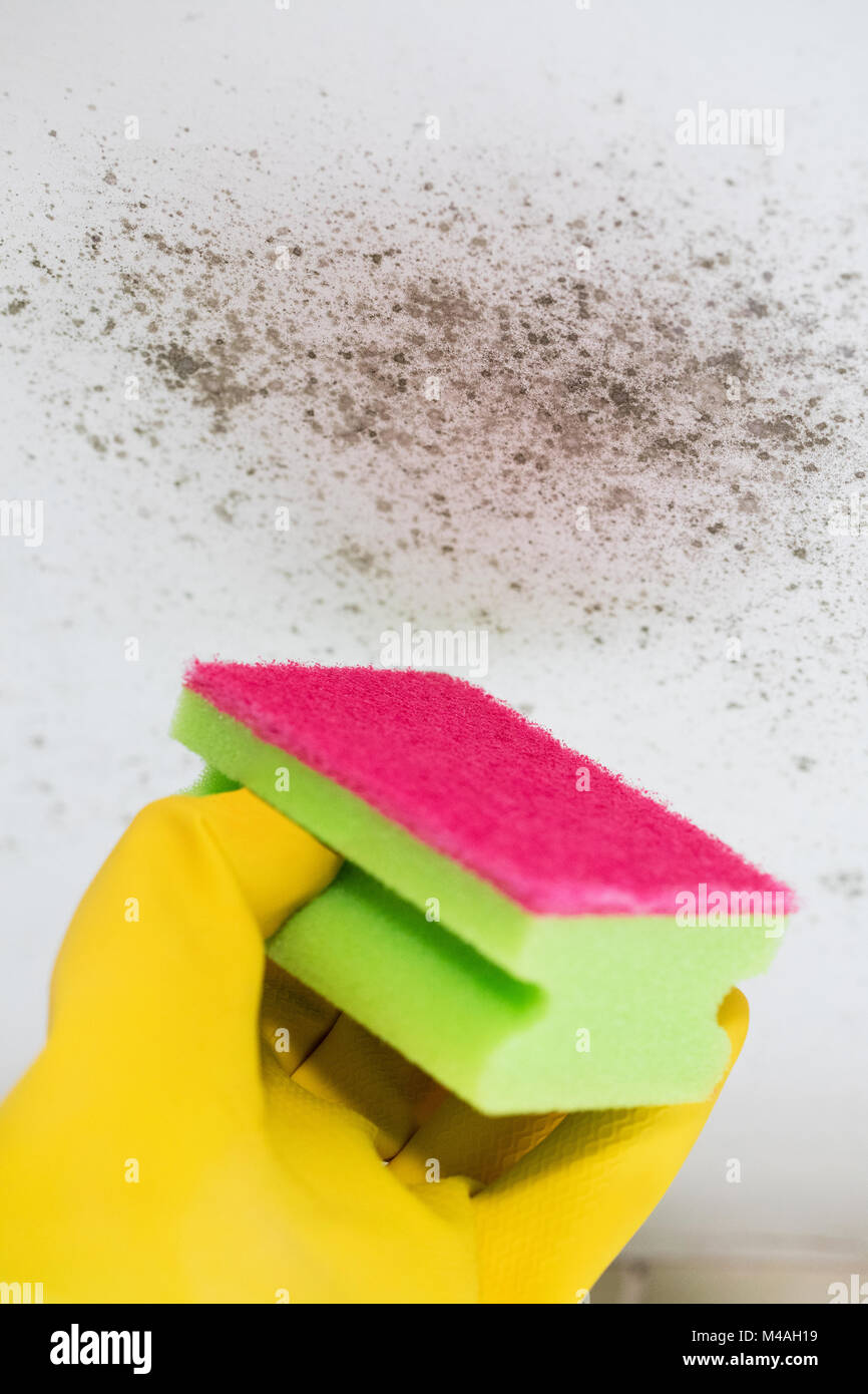 Close Up Of Hand Cleaning Mould From Ceiling Stock Photo