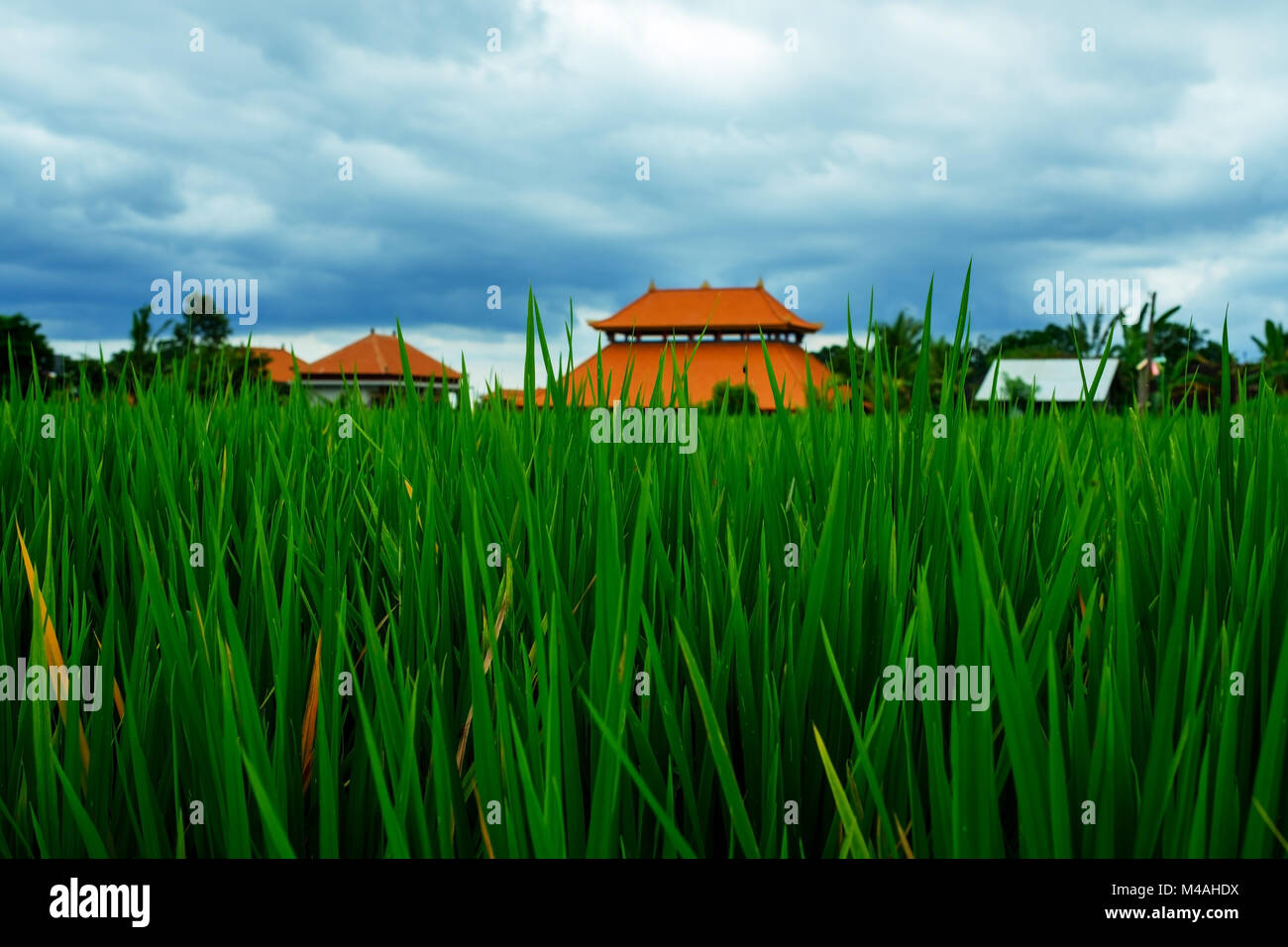 Rice field green grass blue sky cloud cloudy landscape background Stock ...