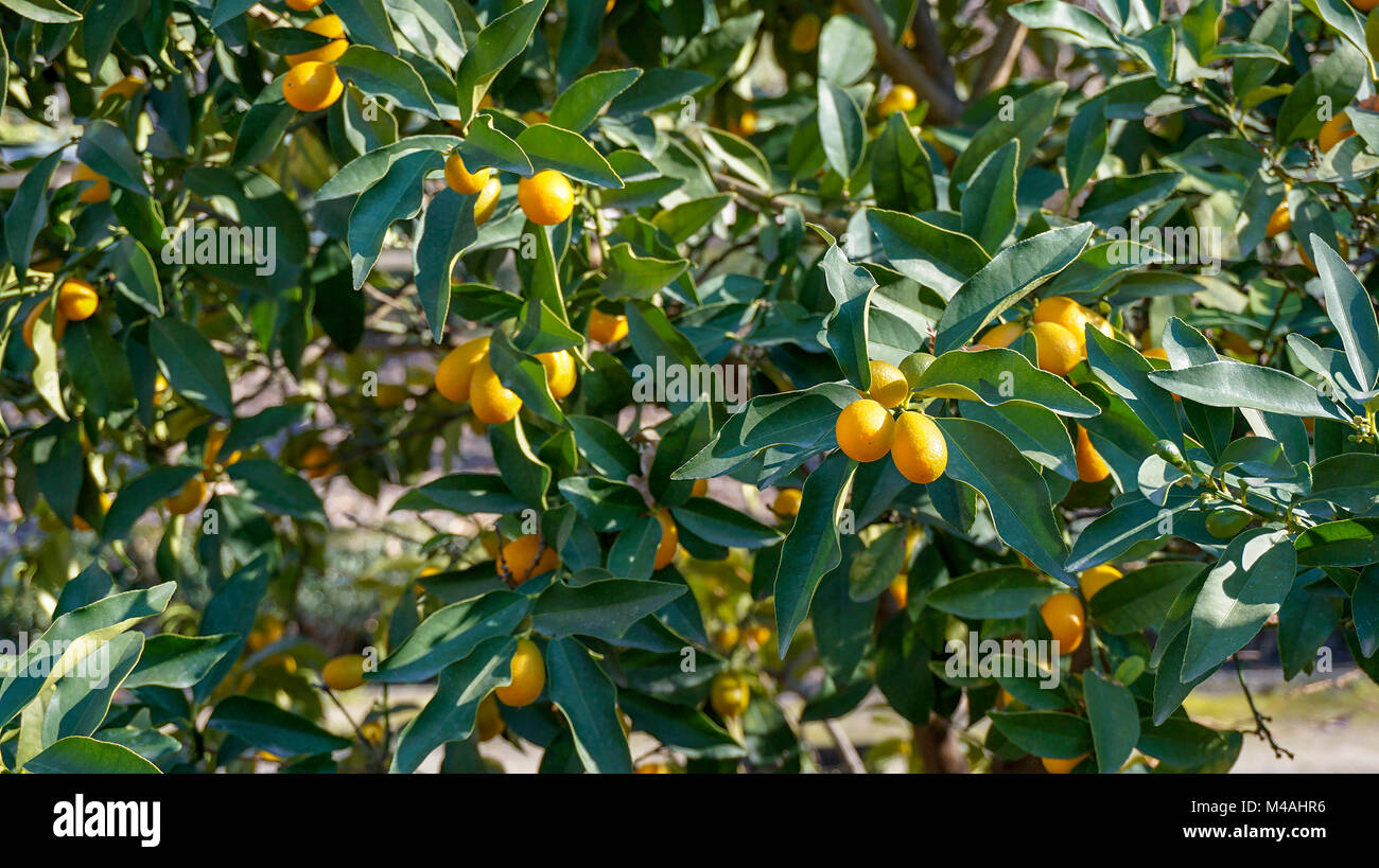 Kumquat Tree closeup 4 Stock Photo Alamy