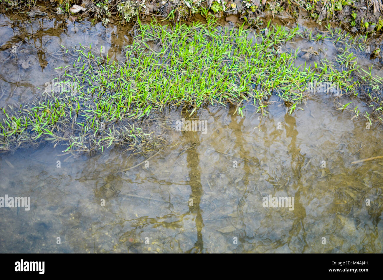 Water seaweed plants in river Stock Photo Alamy