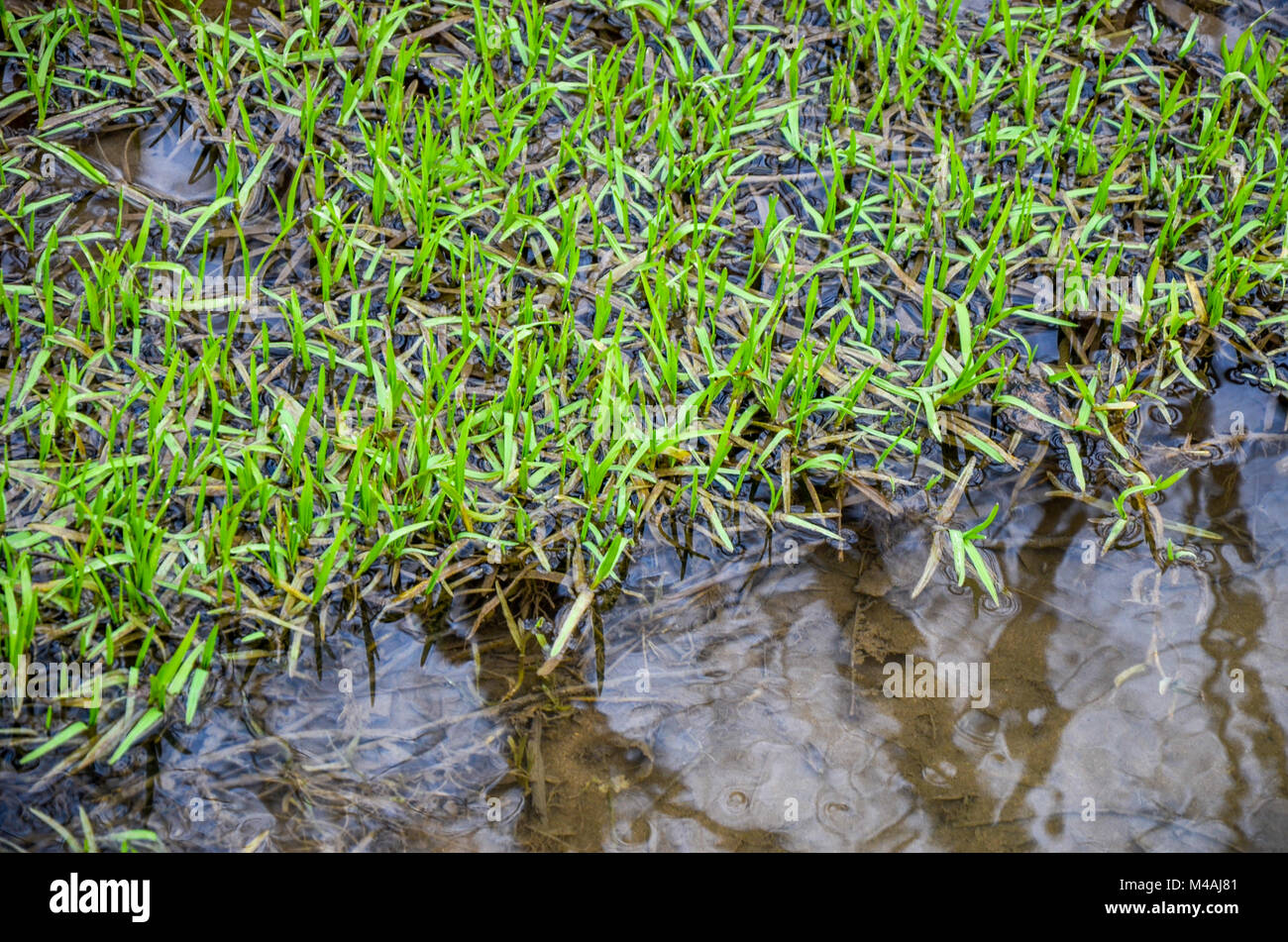 Water seaweed plants in river Stock Photo Alamy