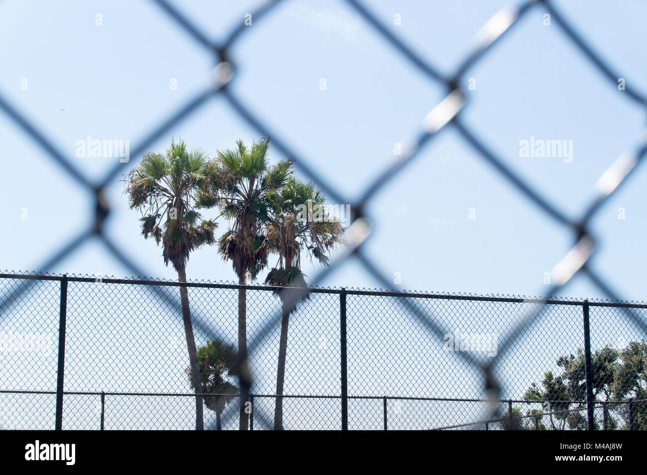 Palm trees framed by chain link fence in prison, gulag, labour camp, school or unwanted institution. Dreaming of freedom. Stock Photo