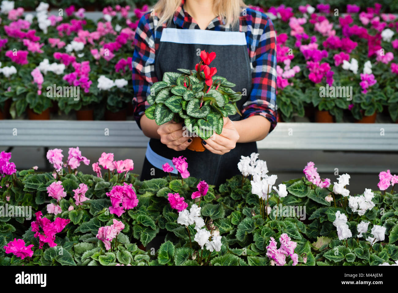 florist gardener holding potted flower Stock Photo - Alamy