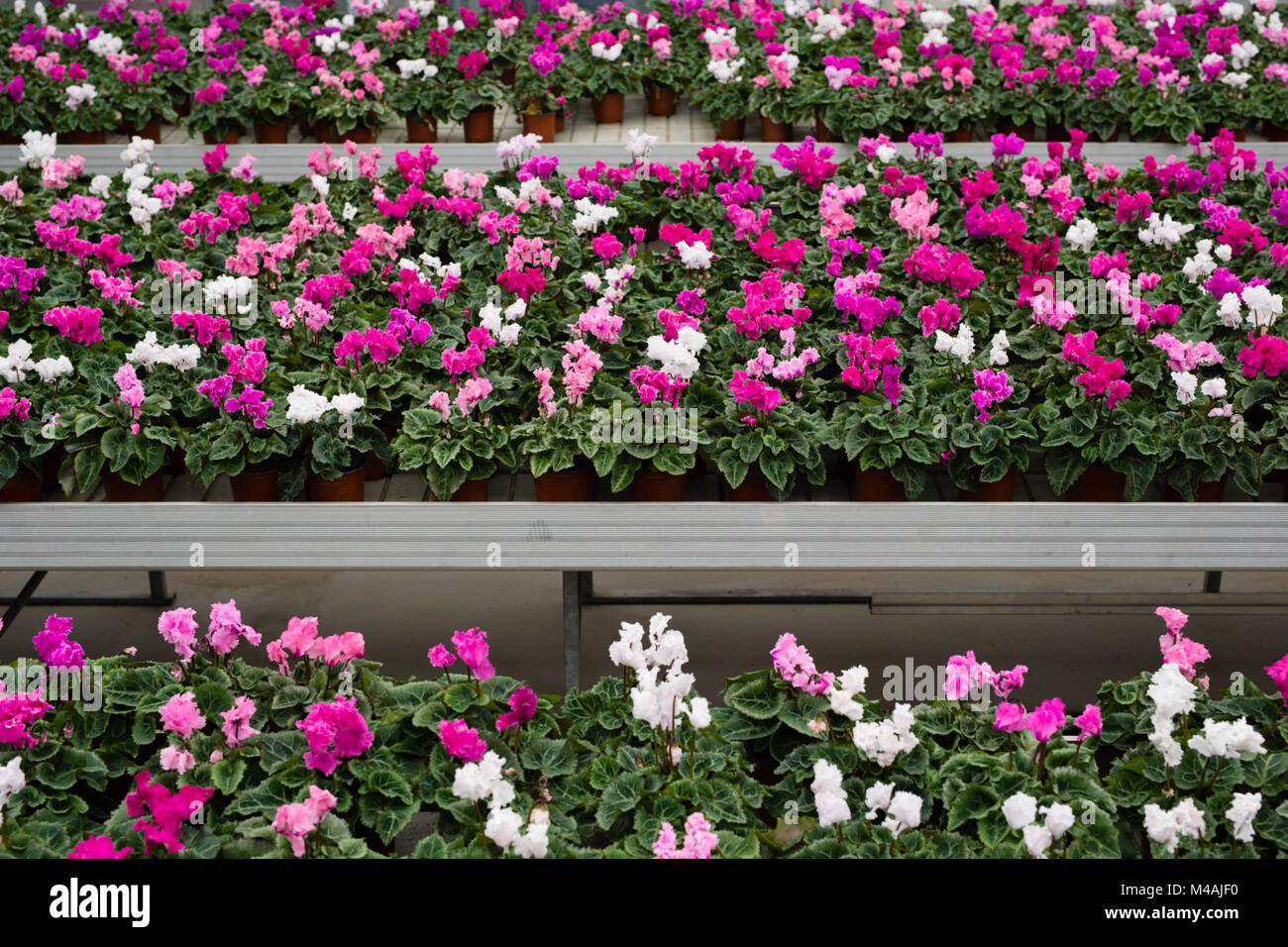 Garden center, flower plantation Stock Photo Alamy