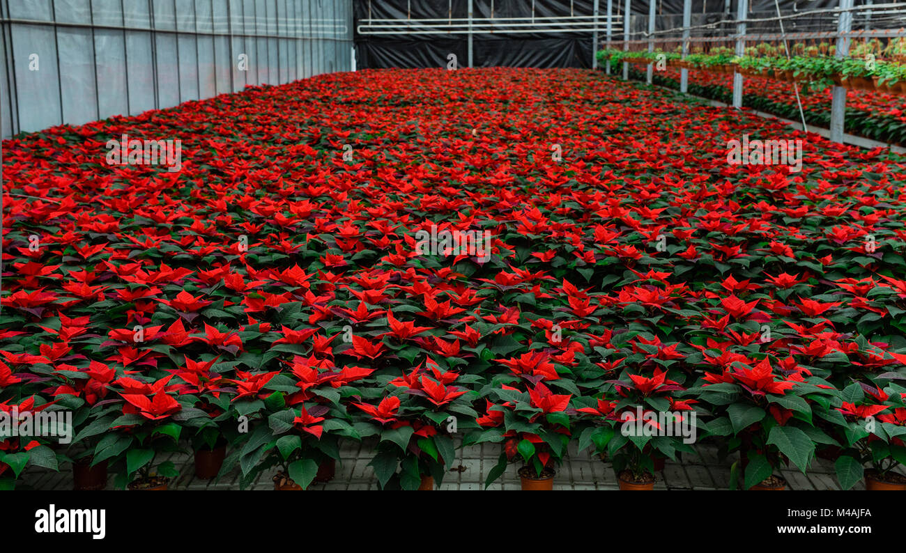 Garden center with flower plantation Stock Photo Alamy