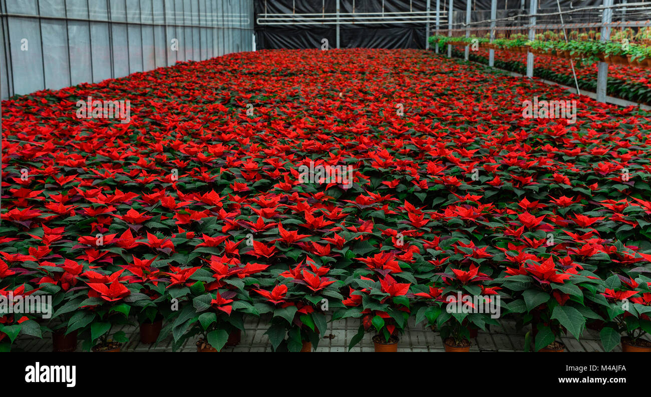 Garden center with flower plantation Stock Photo