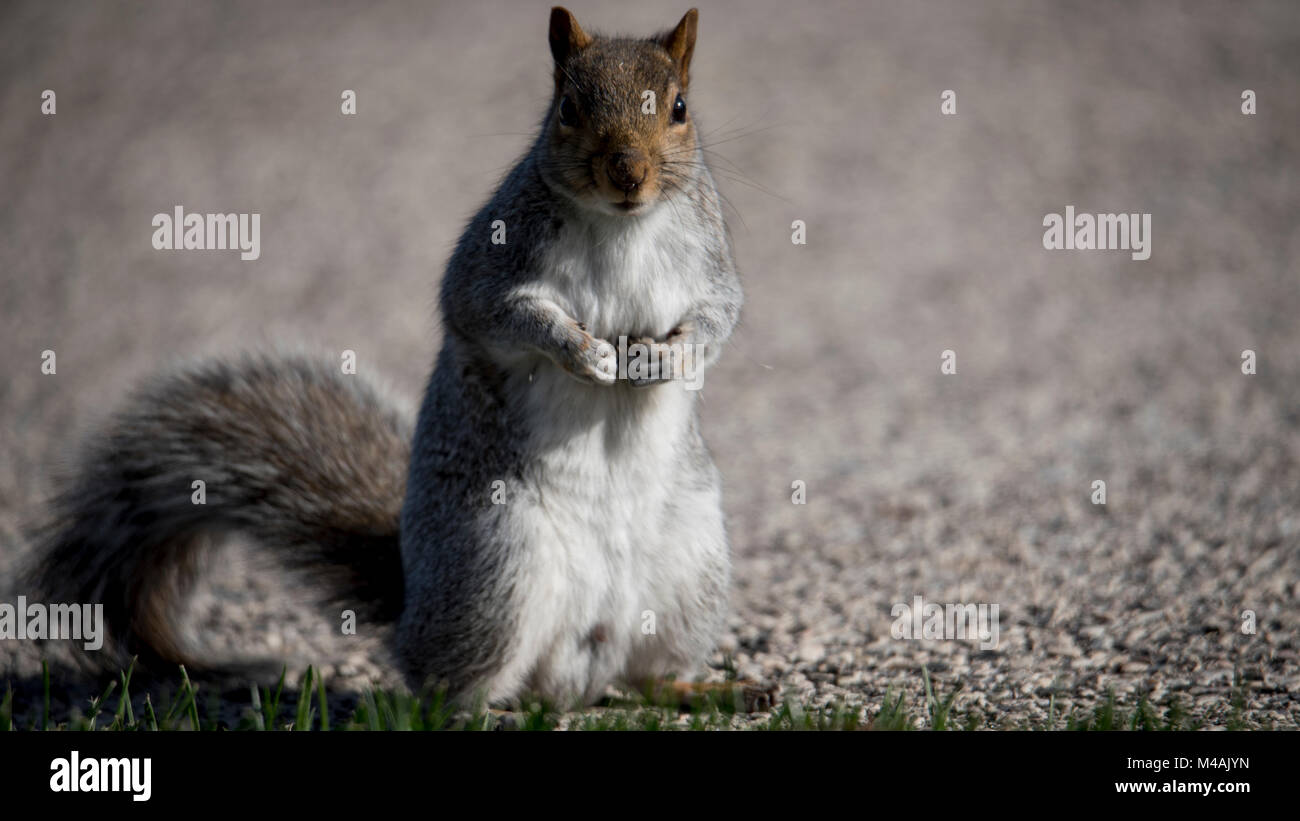 Model Squirrel Stock Photo