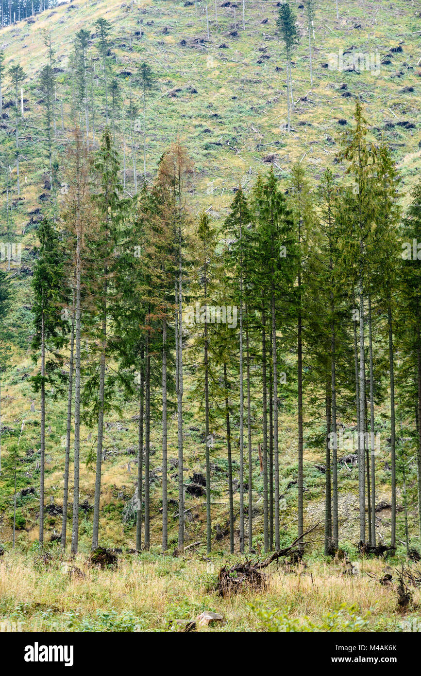 panoramic view of misty forest. far horizon Stock Photo - Alamy