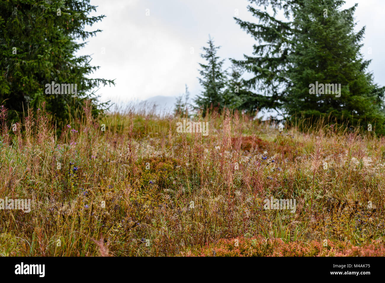 panoramic view of misty forest. far horizon Stock Photo - Alamy