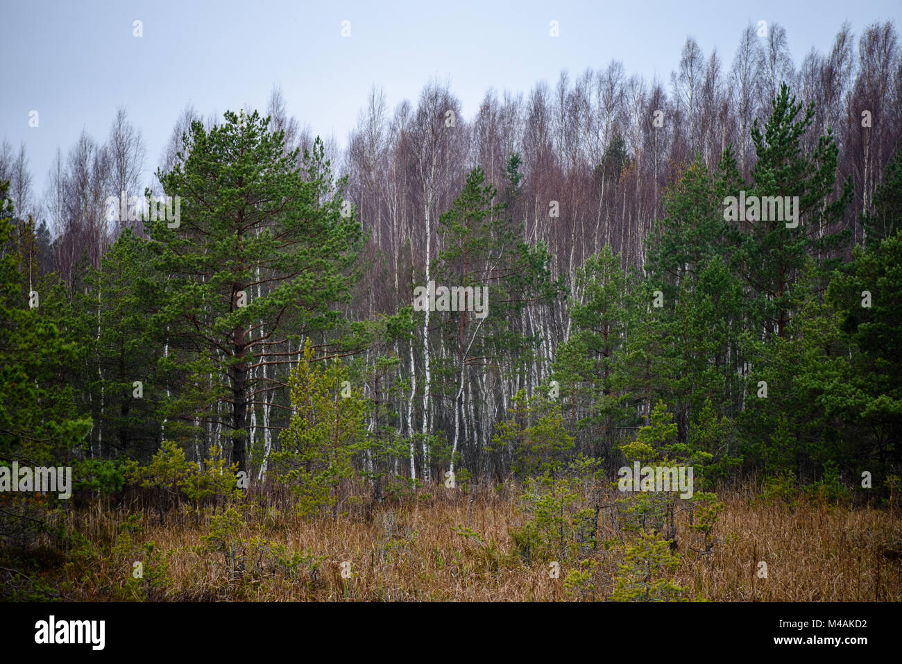 panoramic view of misty forest. far horizon Stock Photo - Alamy