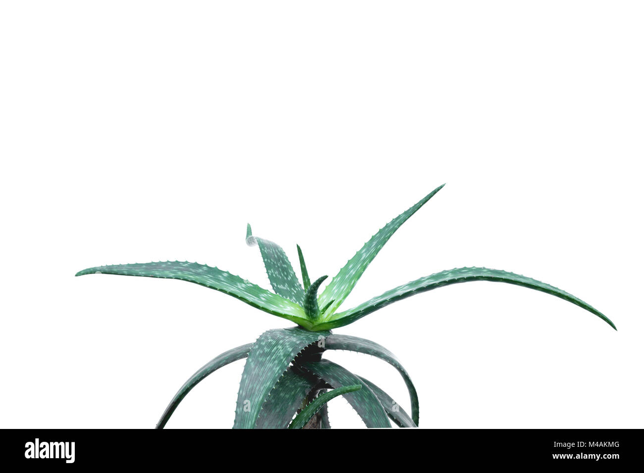 Green potted plant in the pot isolated on white background Stock Photo ...