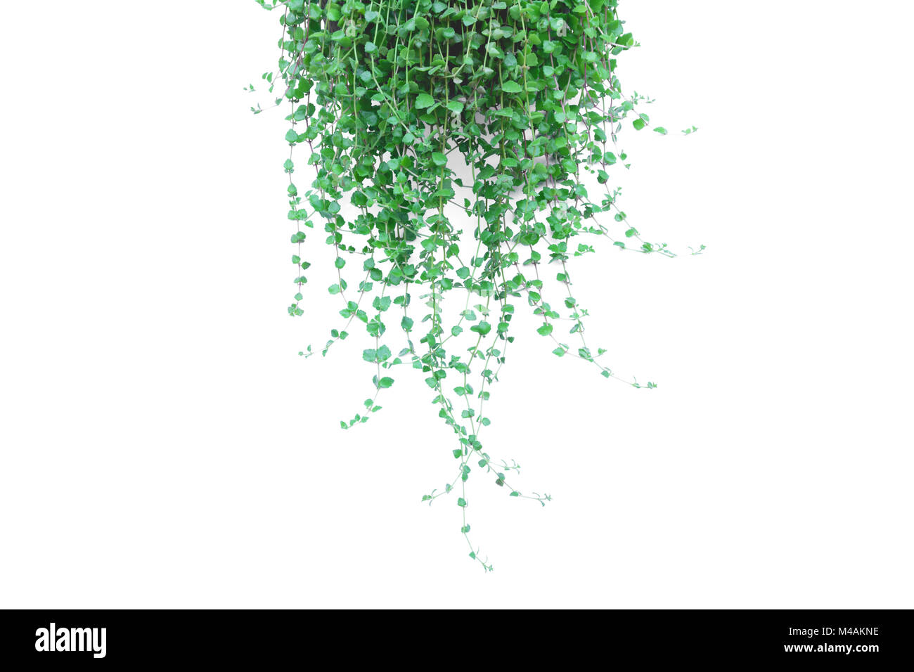 Green potted plant in the pot isolated on white background Stock Photo ...
