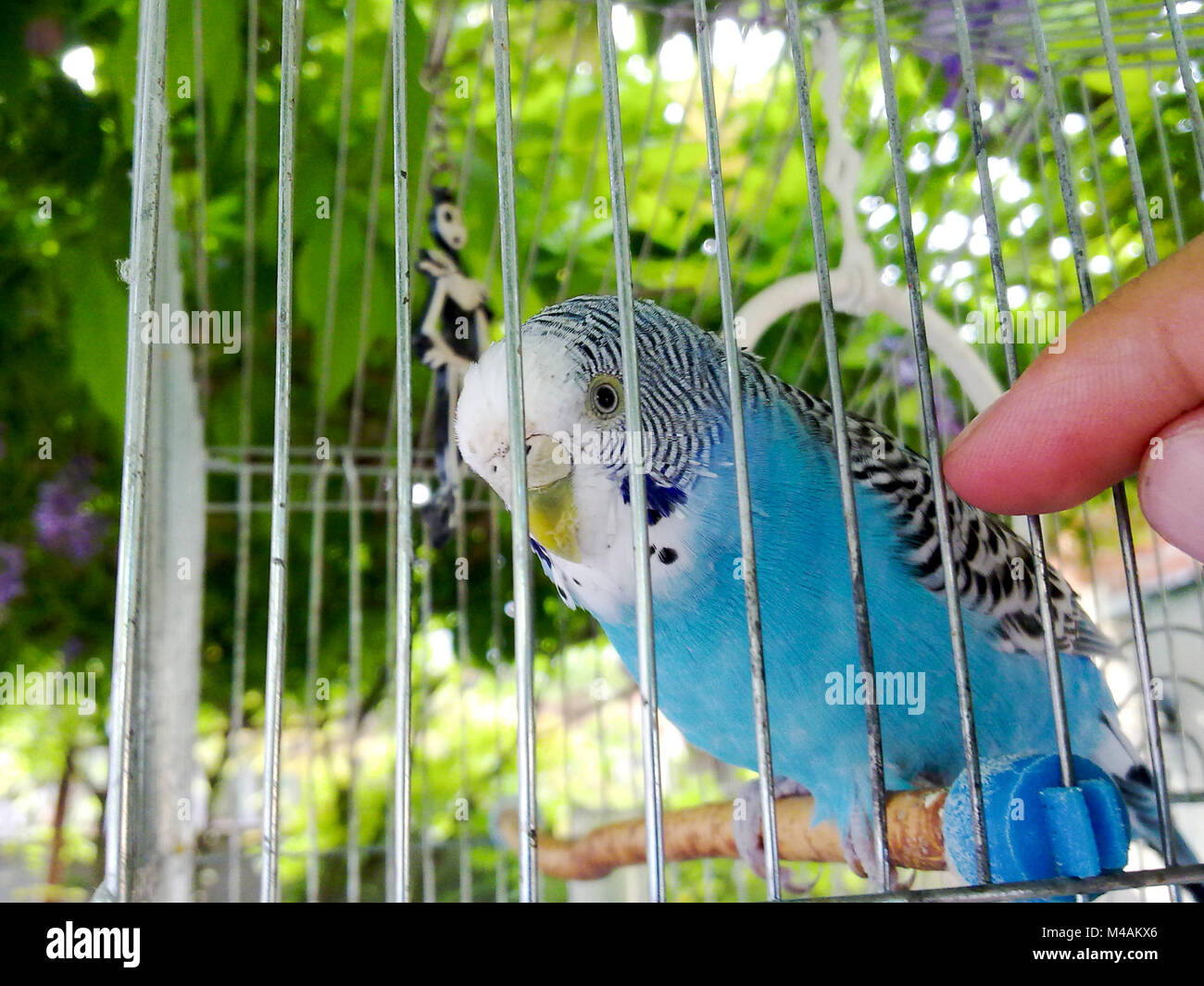 How many days a wavy parrot should hatcher eggs How many days a wavy parrot should hatcher eggs