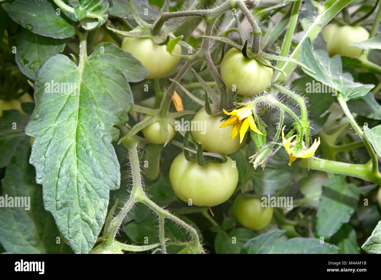 In the greenhouse on the branches of a tomato plant Matures a lot of ...