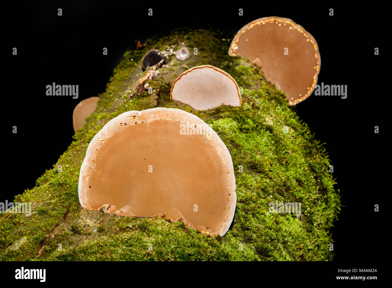tinder fungus, Fomes fomentarius, Stock Photo