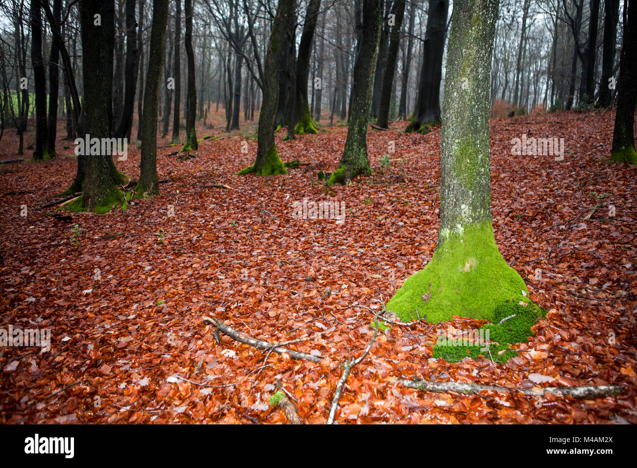 Traumatic forest Stock Photo