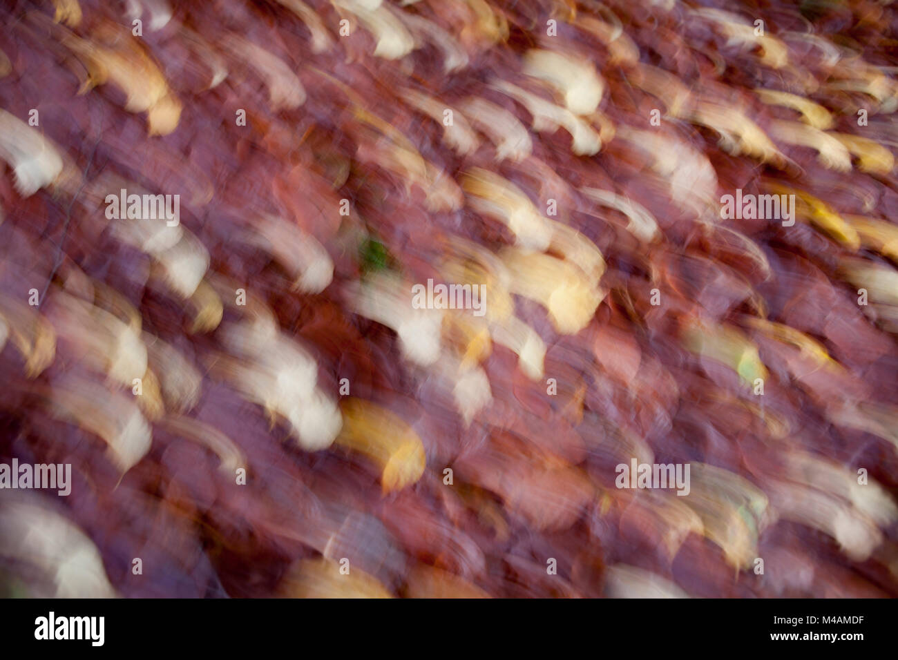 autumnal leaves Stock Photo