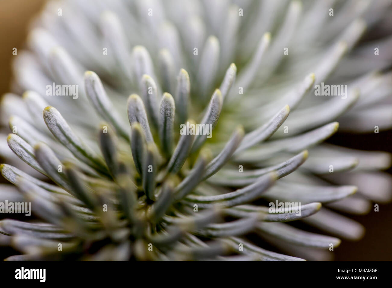 Detail of a Nordmann fir, Abies nordmanniana, Stock Photo