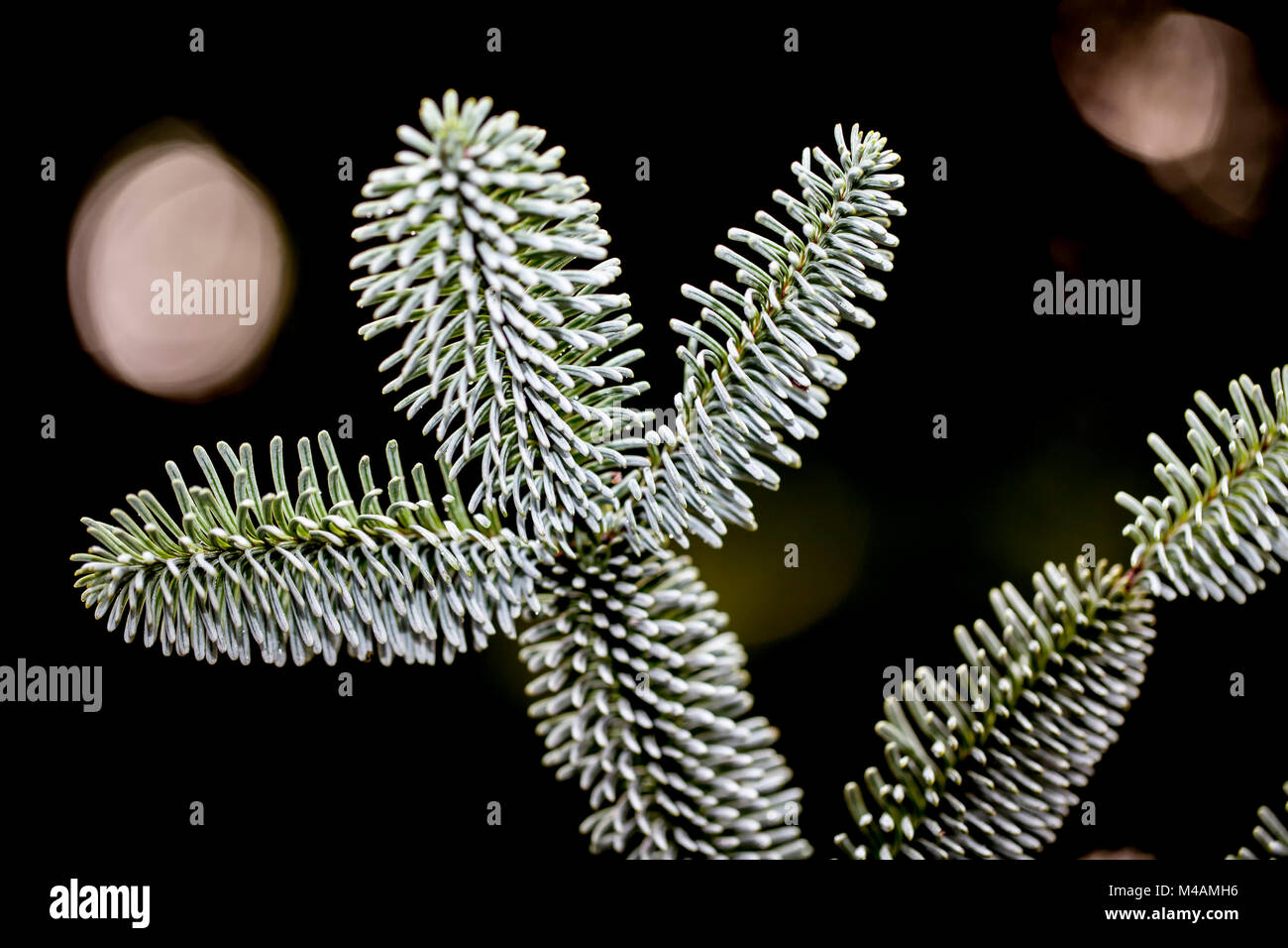 Detail of a Nordmann fir, Abies nordmanniana, Stock Photo