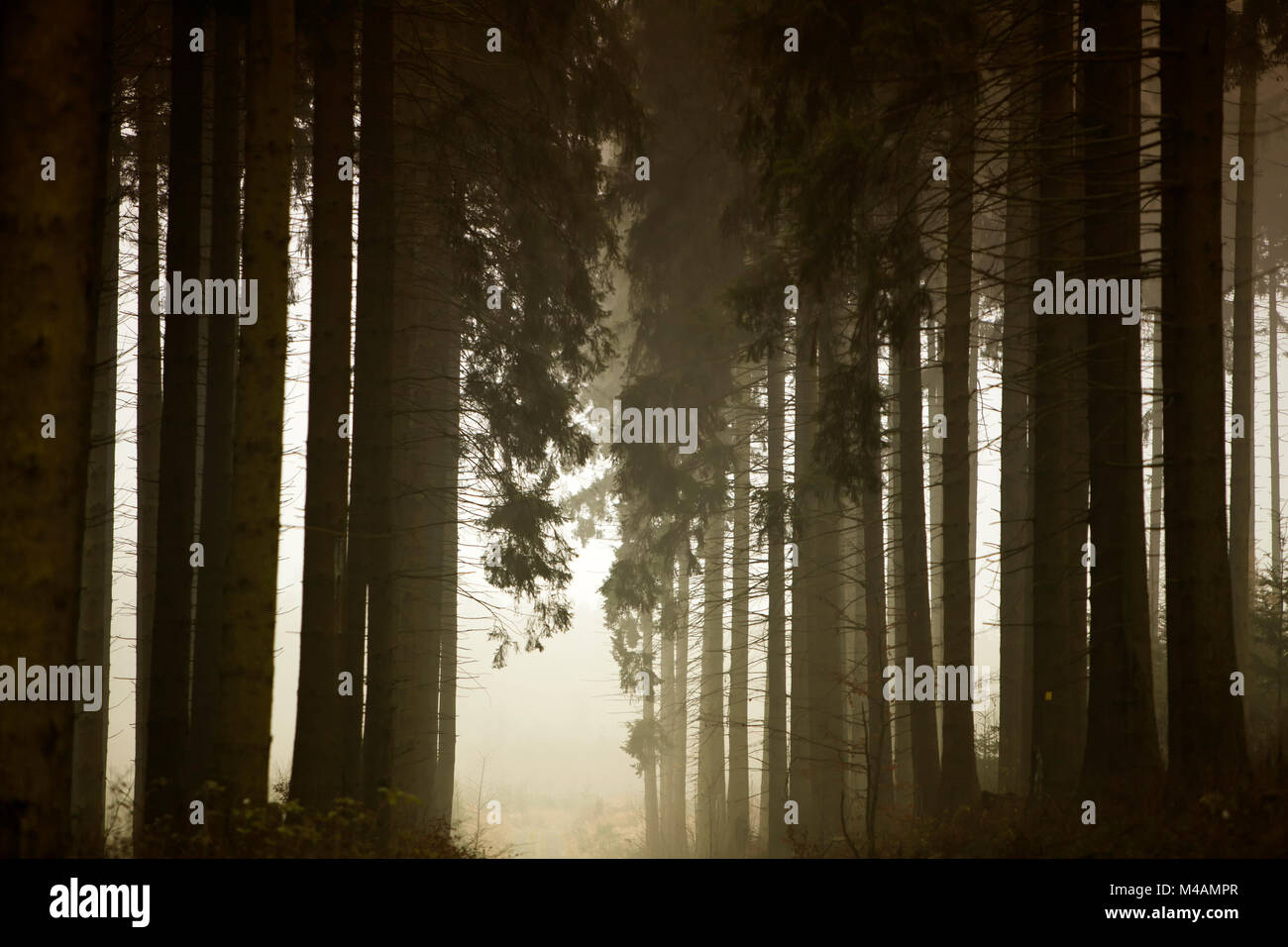 Out focus forest path hi-res stock photography and images - Alamy