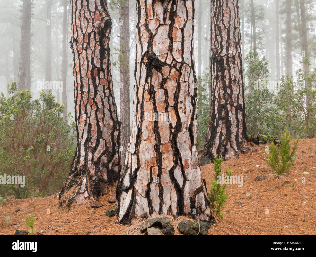Canary pine trees (Pinus Canariensis) in misty mountain pine forest on Tenerife, Canary Islands, Spain Stock Photo