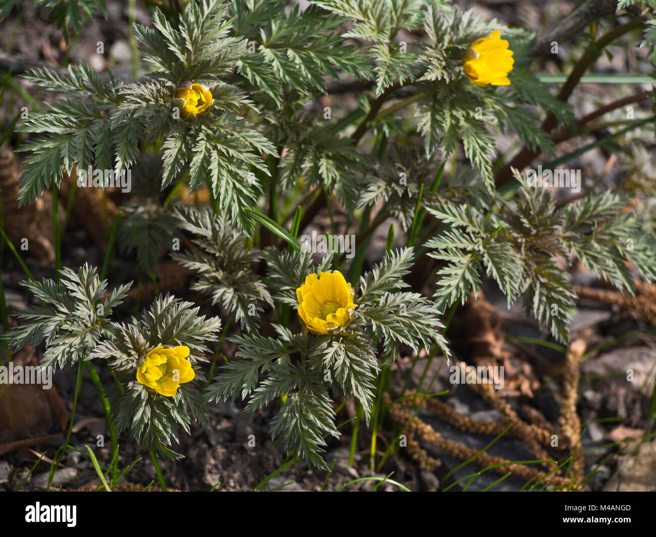 Adonis Amurensis High Resolution Stock Photography And Images Alamy