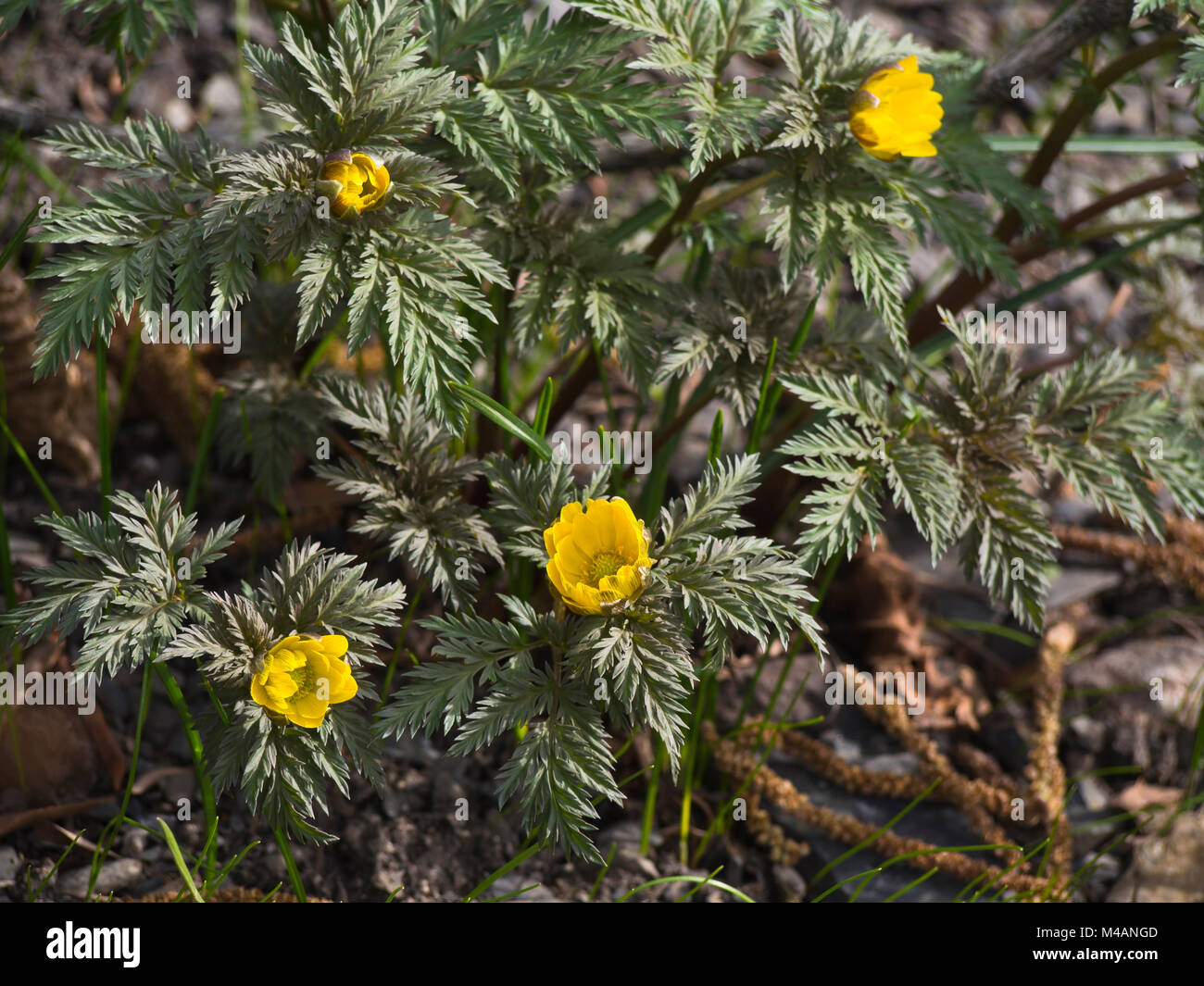 Pheasant's eye or Adonis amurensis, a perennial plant native to eastern Asian countries, here a springtime sight in the Oslo Botanical garden Stock Photo