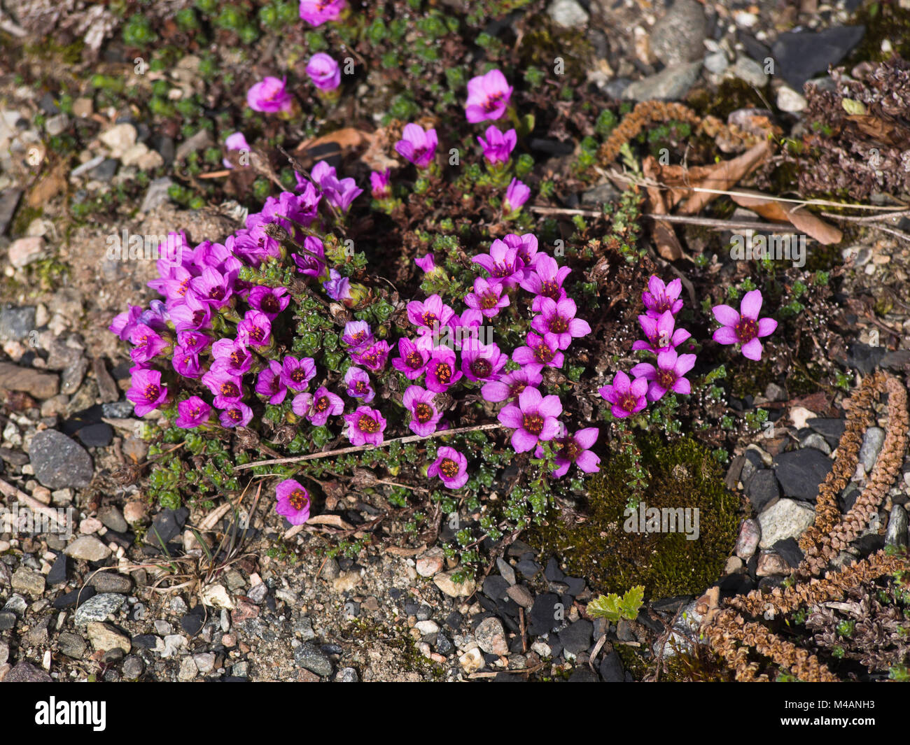 Saxifraga oppositifolia or purple mountain saxifrage an alpine, arctic plant with intense purple flowers in the springtime, botanical garden. Oslo Stock Photo