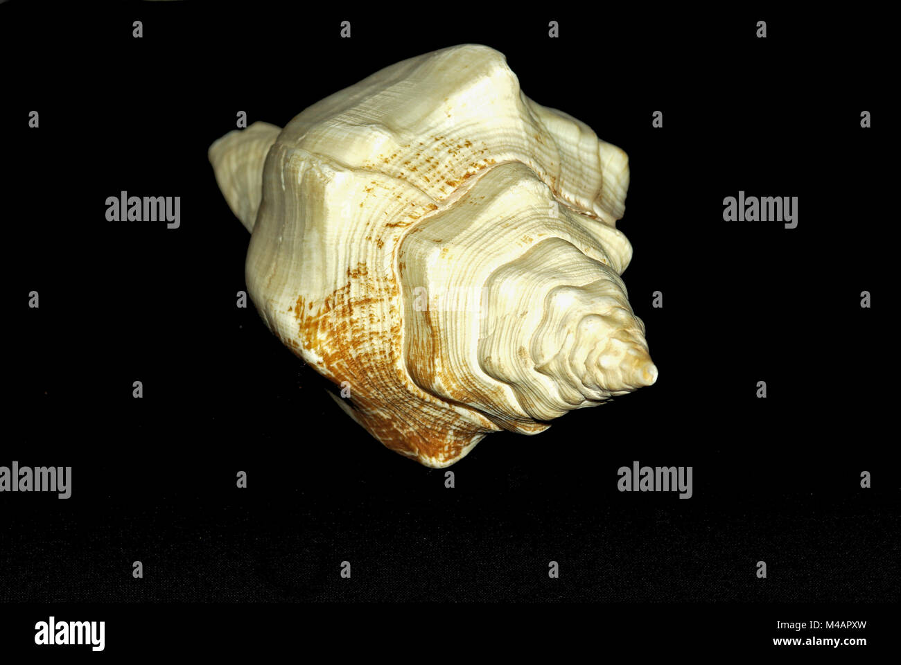 Micropolitan Shells Mollusc shells hi-res stock photography and images - Alamy