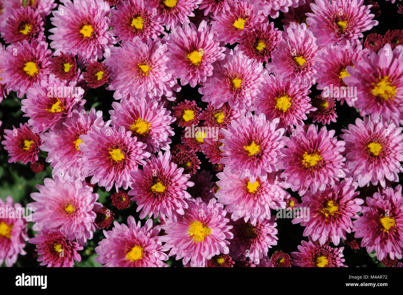 Chrysanthemum frutescens, Syn. Argyranthemum, Marguerite daisy Stock