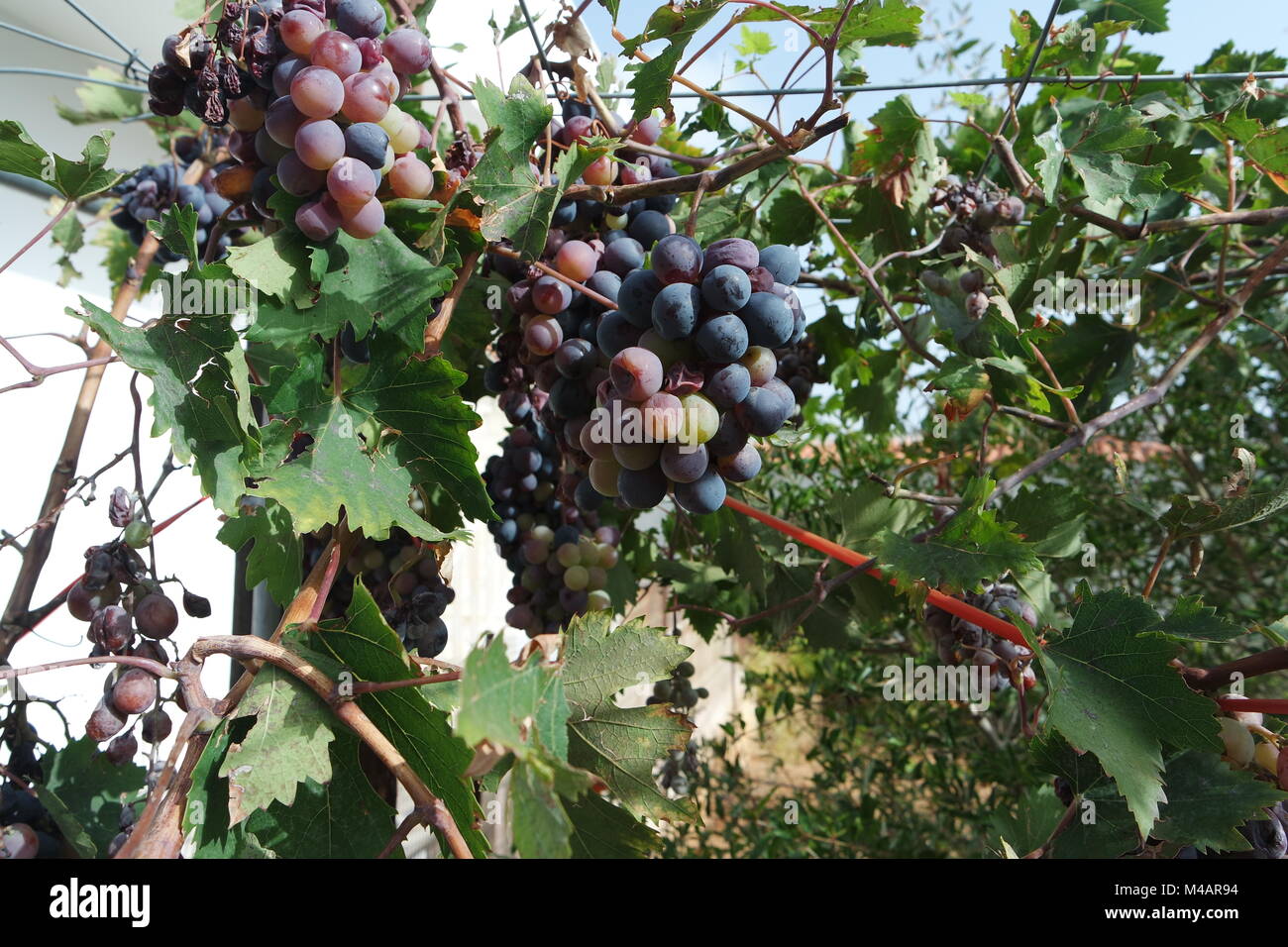 Overripe grapes Stock Photo