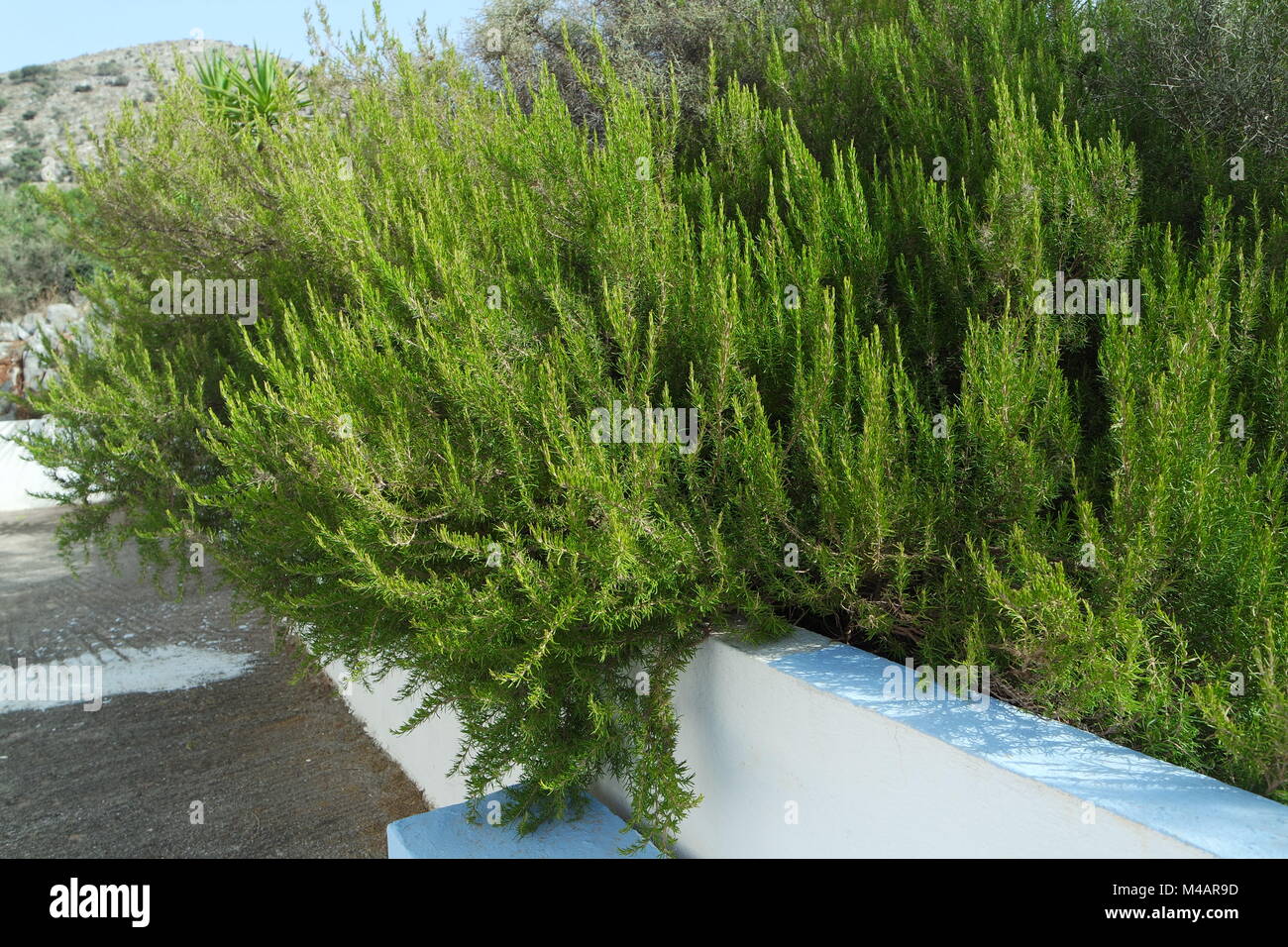 Old rosemary shrub Stock Photo Alamy