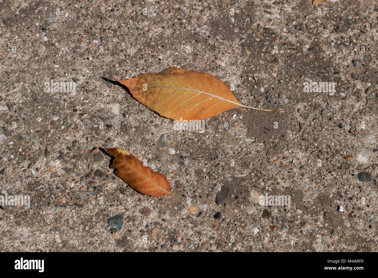 Colorful autumn leaves fallen onto asphalt road, close up Stock Photo ...