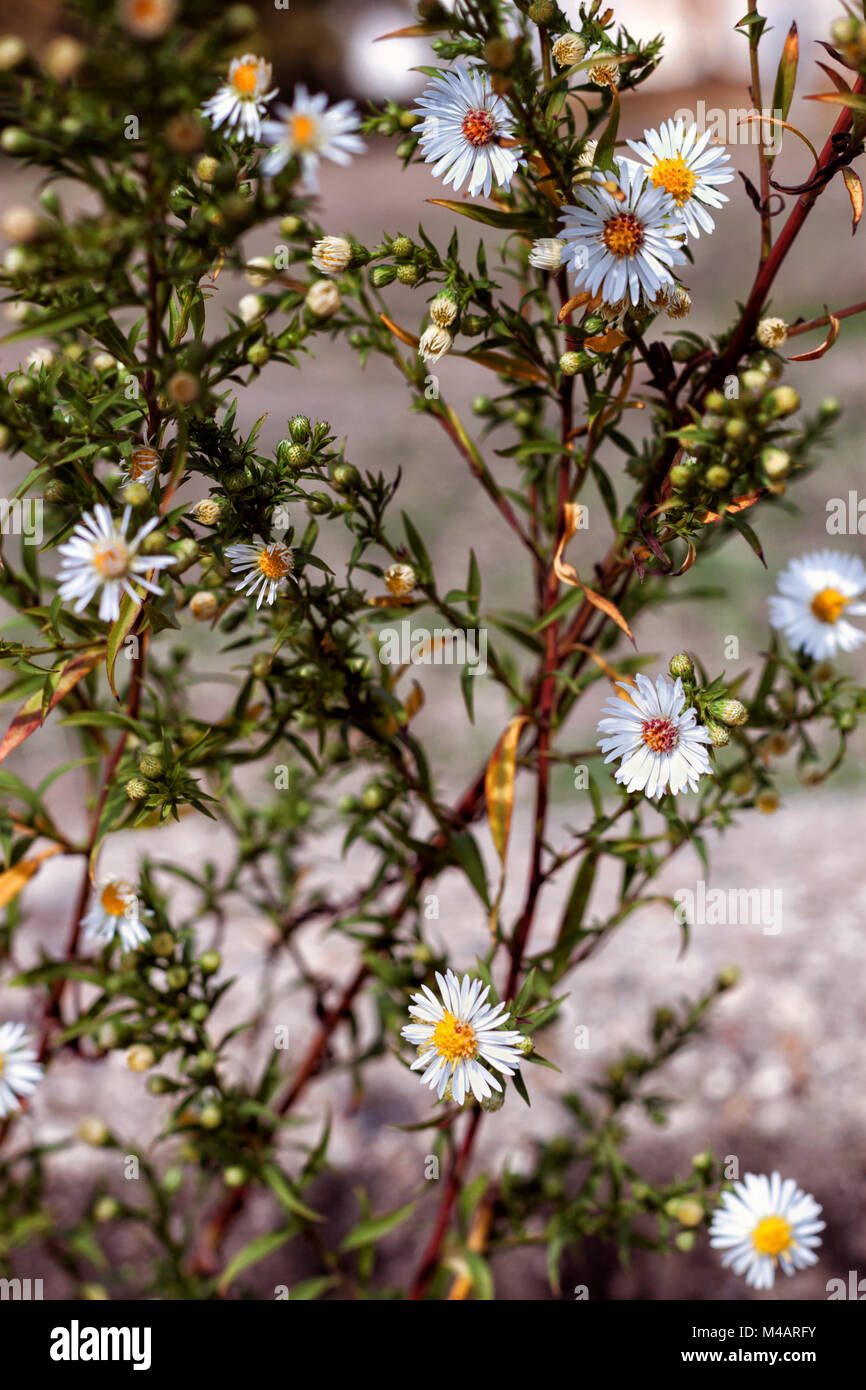 Wild chamomile in the field with natural background Stock Photo - Alamy