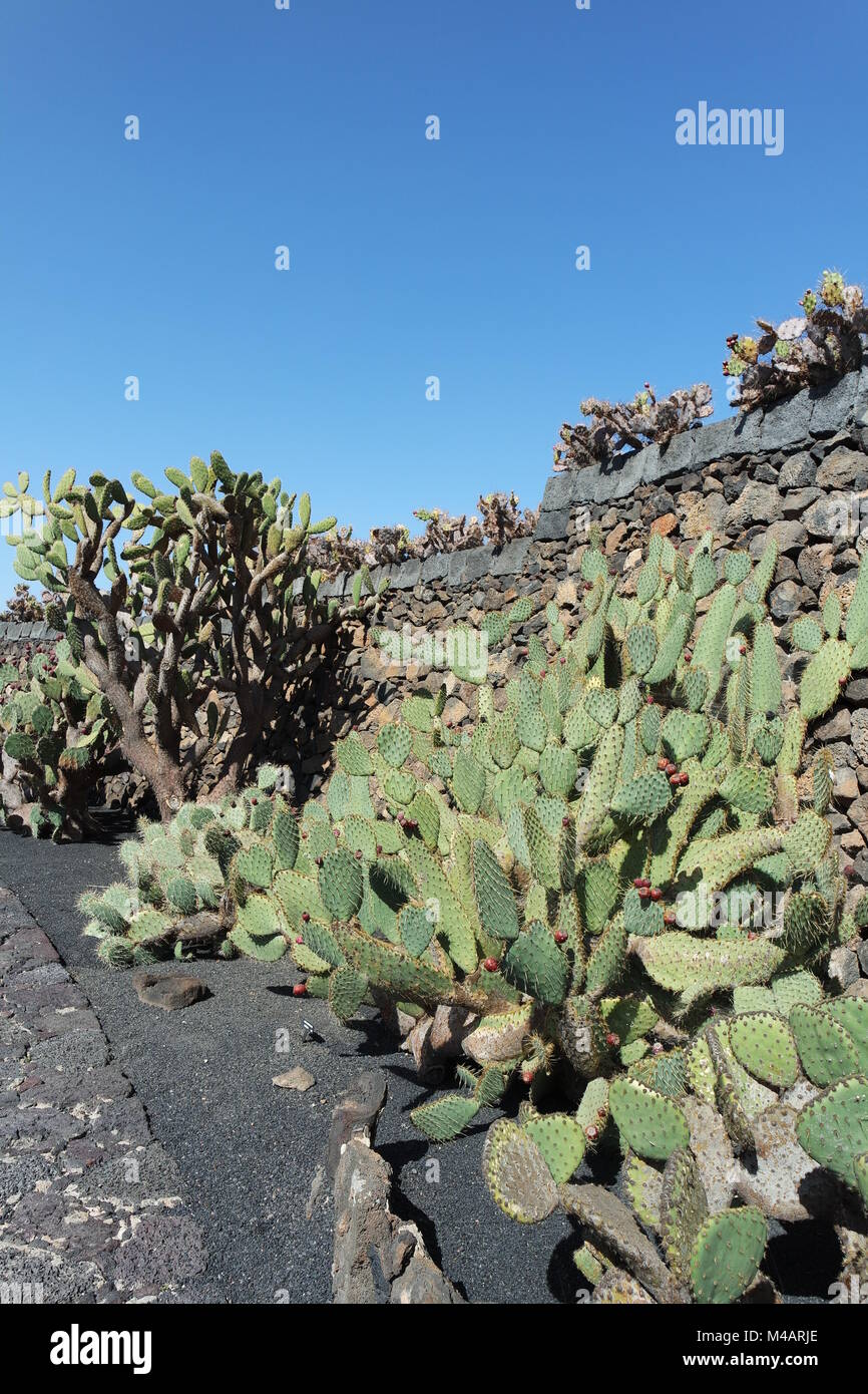 Cactus garden on lanzarote Stock Photo