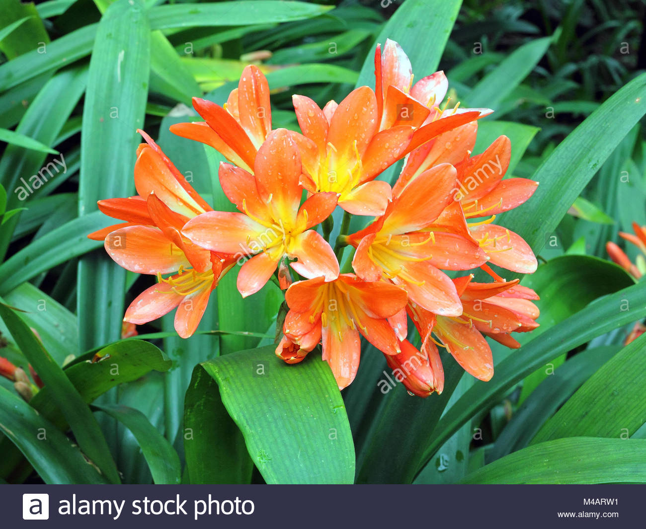 Orange Cluster Flowers Stock Photos &amp; Orange Cluster Flowers Stock ...