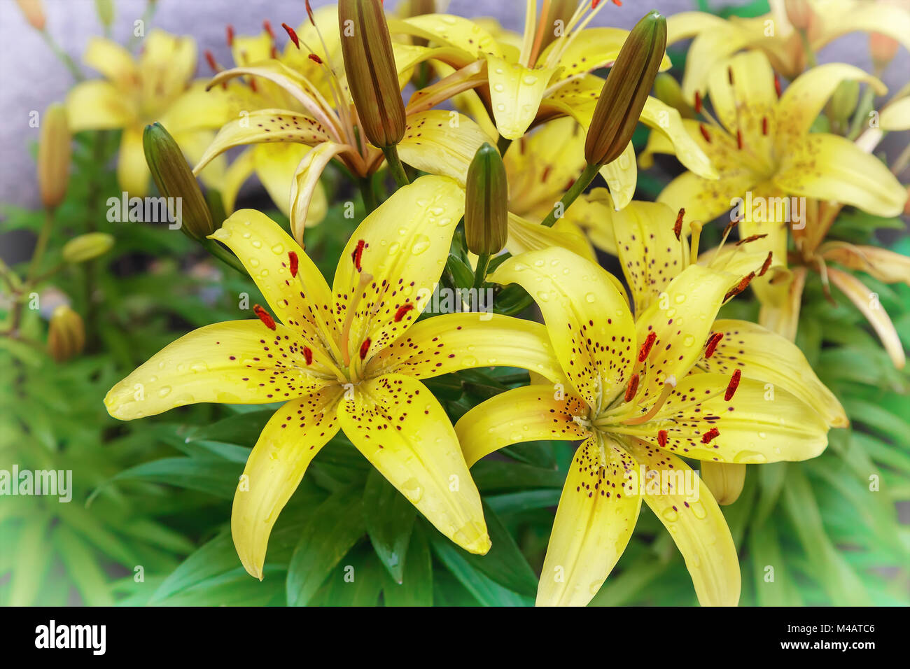 Yellow lilies blossom among the leaves so green Stock Photo