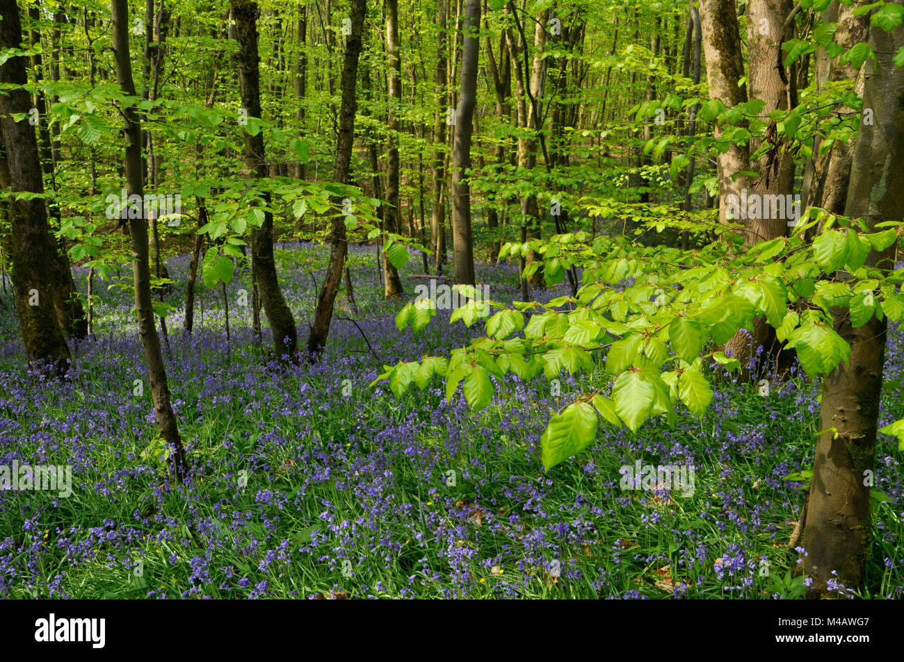 Bluebells,Hyacinthoides non-scripta, in a wood of young beech trees, Somerset, UK. Stock Photo