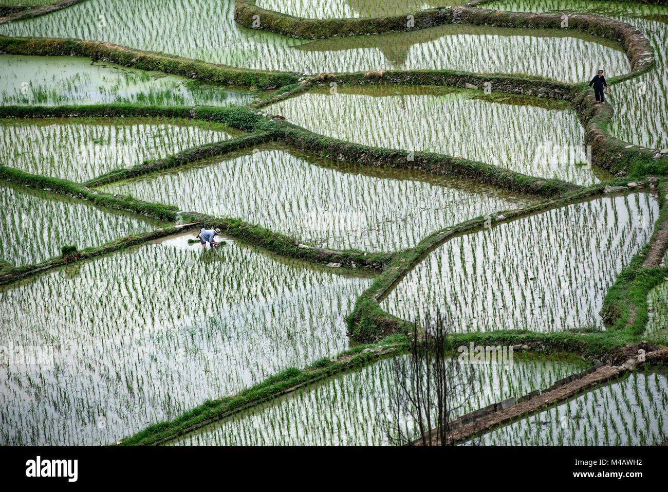 sowing rice in the flooded rice fields in china Stock Photo - Alamy
