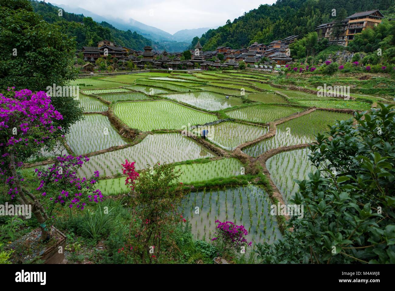 sowing rice in the flooded rice fields in china Stock Photo - Alamy