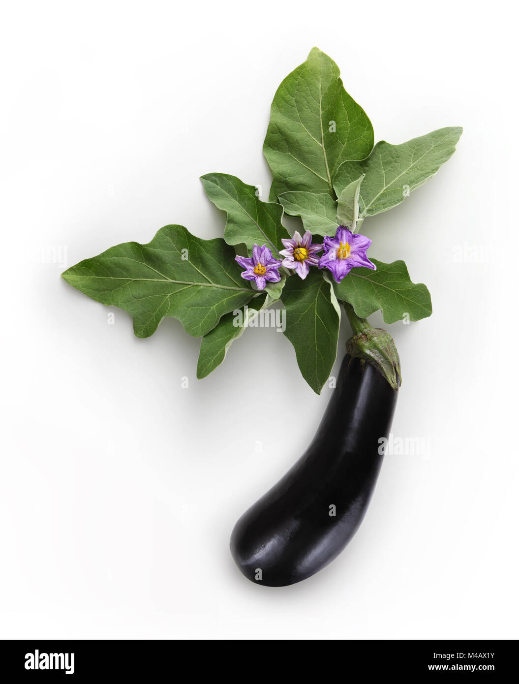 top view food eggplant with flowers and leaf isolated on white background Stock Photo