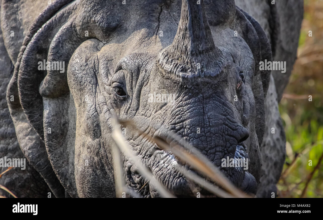 Eye in eye with a One Horned Rhinoceros Stock Photo