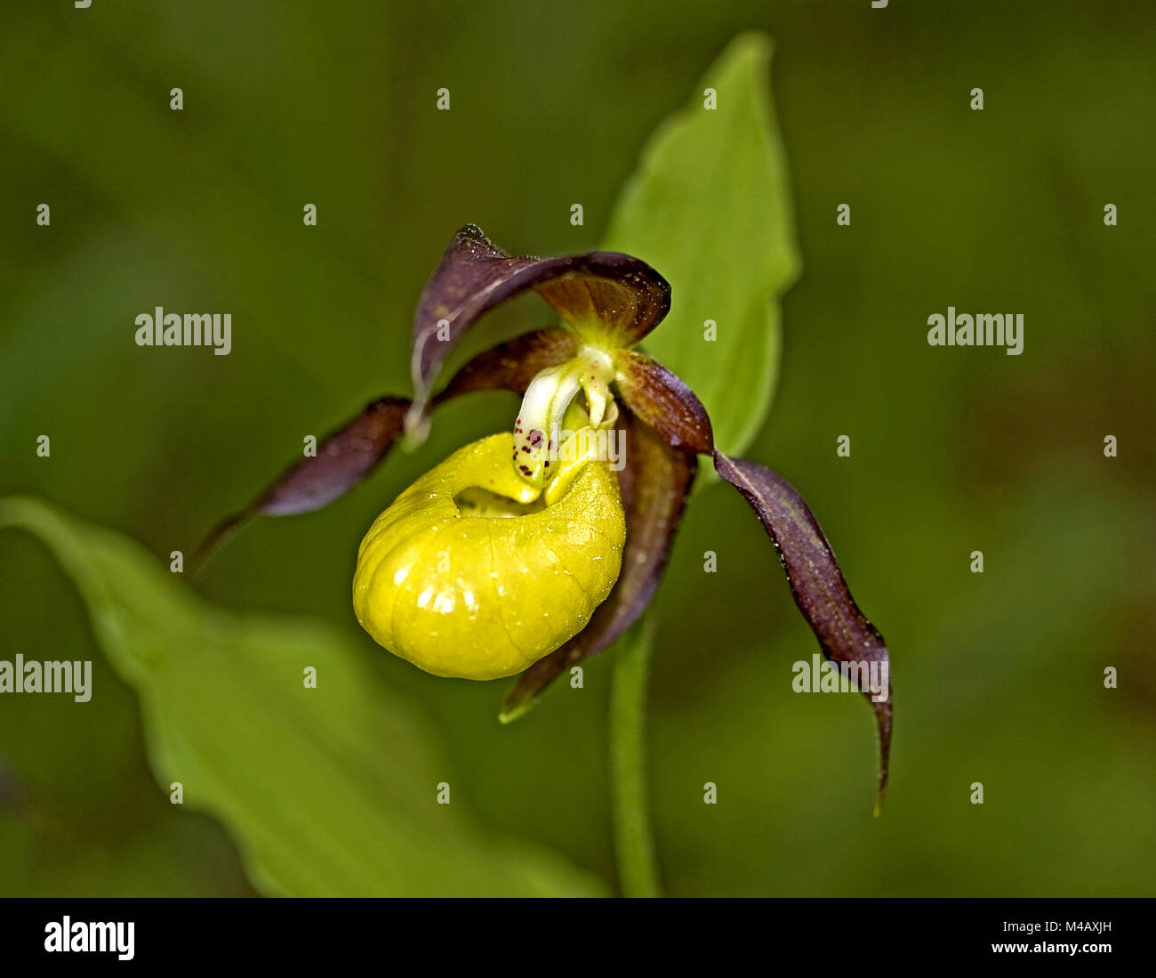 Yellow lady's slipper  orchid  Cypripedium calceolus Stock Photo