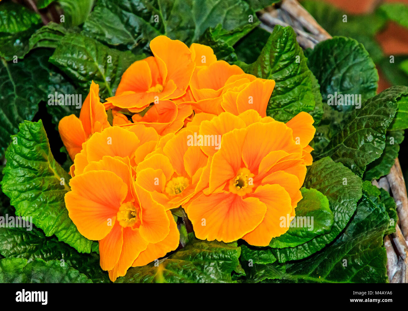 Golden and orange primroses in basket Stock Photo - Alamy