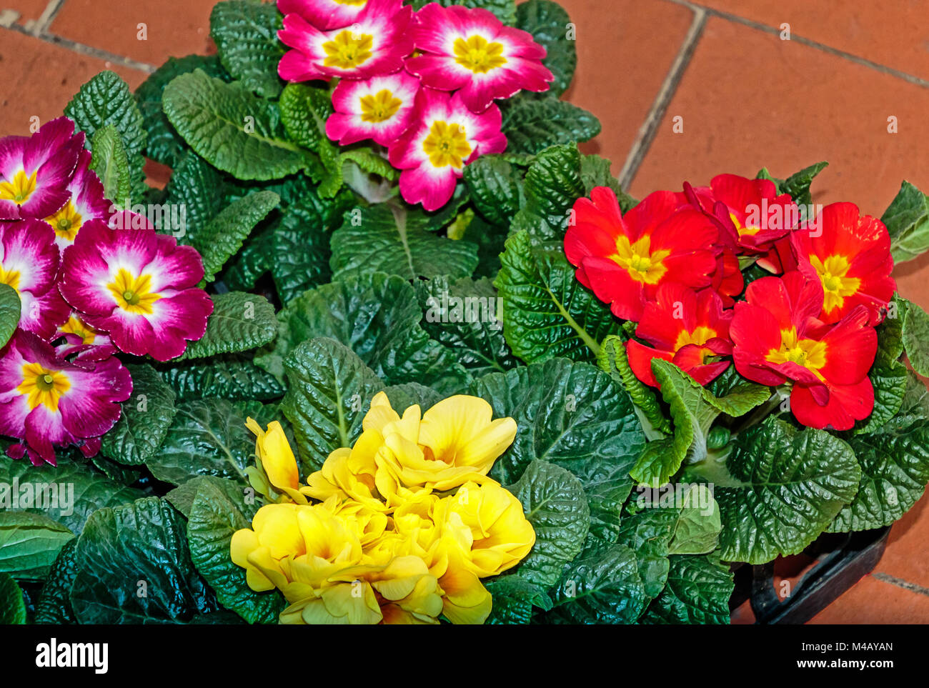 Spring flowers - potted primroses in different colors Stock Photo